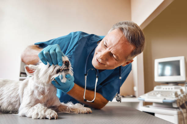 Best Emergency Dental Services for Seniors in Cherokee, IA
